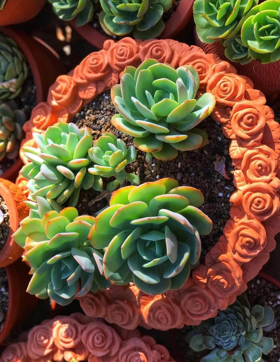 Xu Hướng Trồng Cây Mini Kết Hợp Chậu Gốm Đất Nung: Sự Hòa Quyện Giữa Thiên Nhiên Và Nghệ Thuật