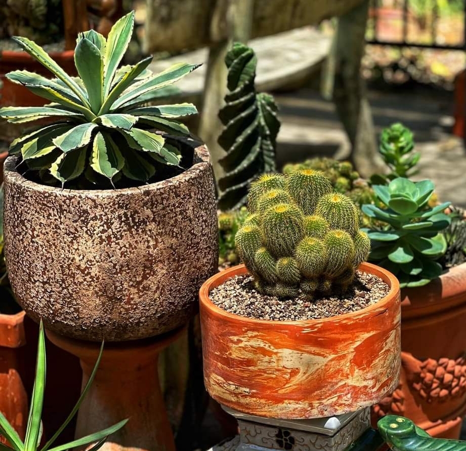 Chậu Gốm Đất Nung - Vẻ Đẹp Giản Dị , Mộc Mạc Và Mang Lại Cảm Giác Gần Gũi Với Thiên Nhiên