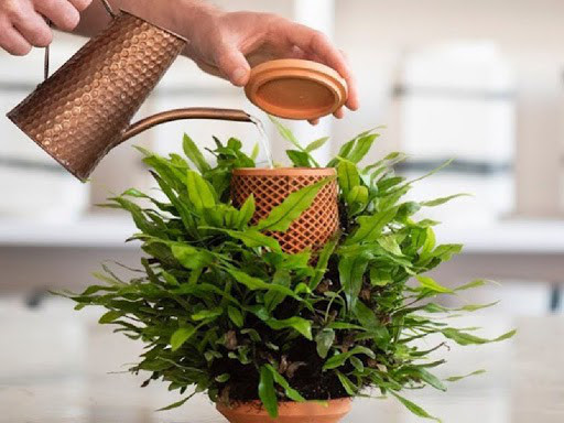 Chậu Đất Nung Và Các Loại Cây Kiểng: Sự Kết Hợp Hoàn Hảo Cho Không Gian Sống