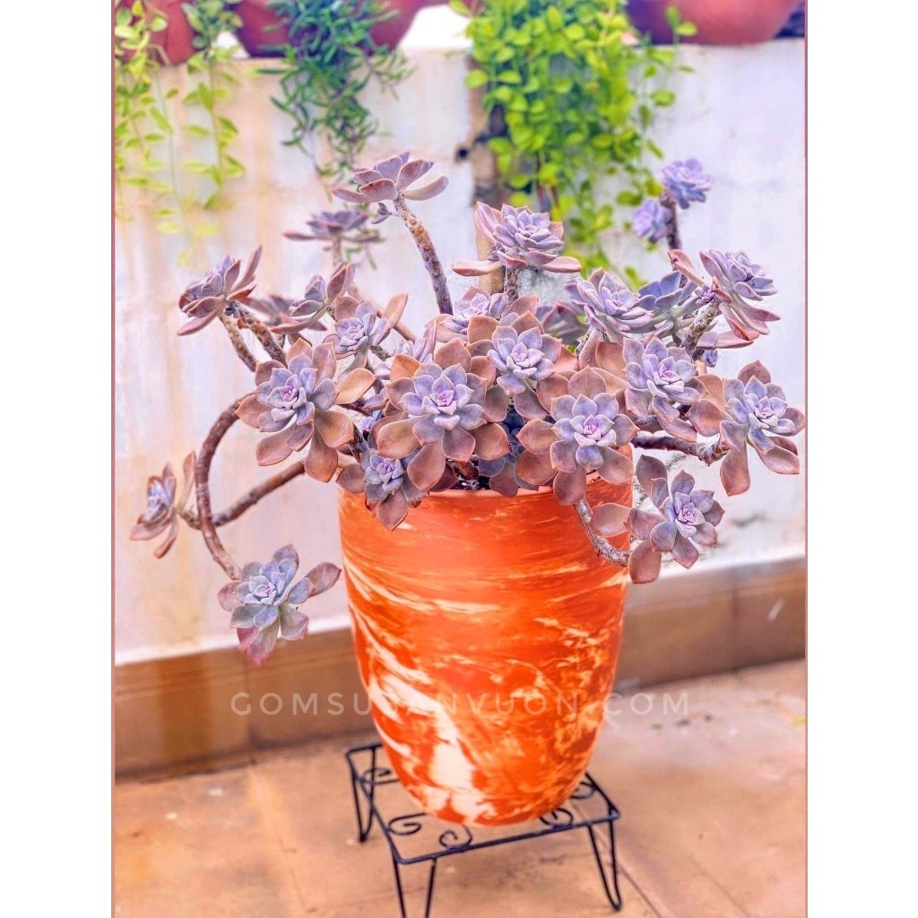 Chậu Gốm Đất Nung Ly Rèm - Gốm Sứ Sân Vườn