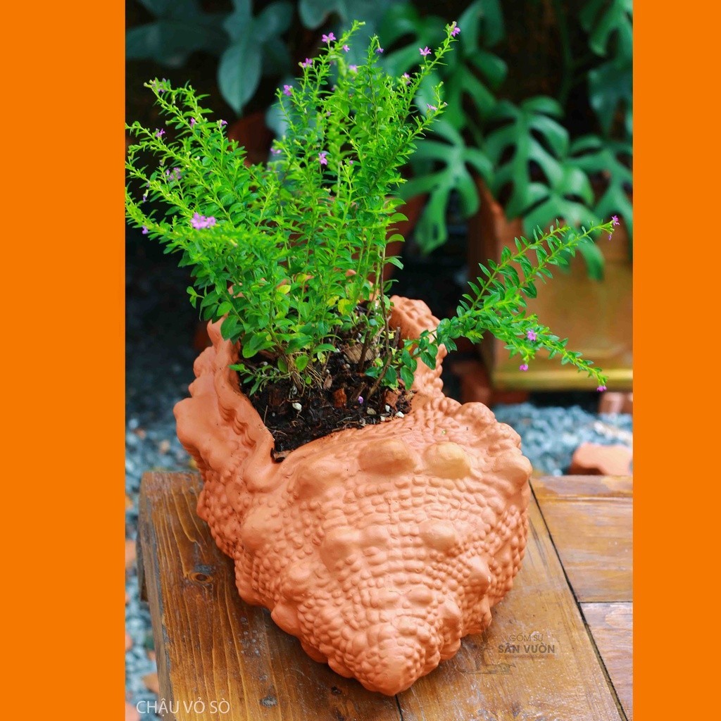 Chậu Gốm Đất Nung Hình Vỏ Ốc Nhọn - Gốm Sứ Sân Vườn - Trồng Sen Đá