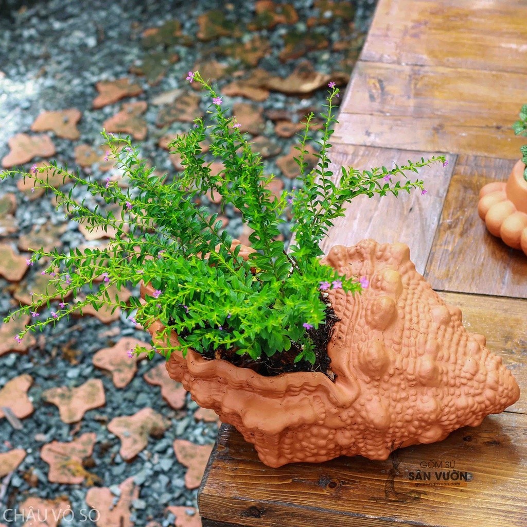 Chậu Gốm Đất Nung Hình Vỏ Ốc Nhọn - Gốm Sứ Sân Vườn - Trồng Sen Đá