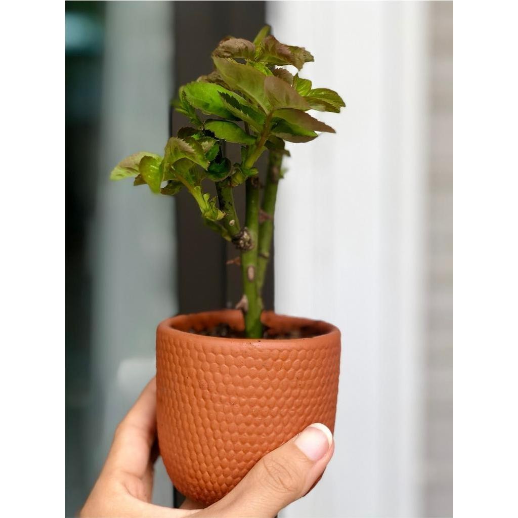 Chậu Gốm Đất Nung Dáng Trụ Tròn Vân Gạch - Gốm Sứ Sân Vườn - Trồng Sen Đá, Xương Rồng