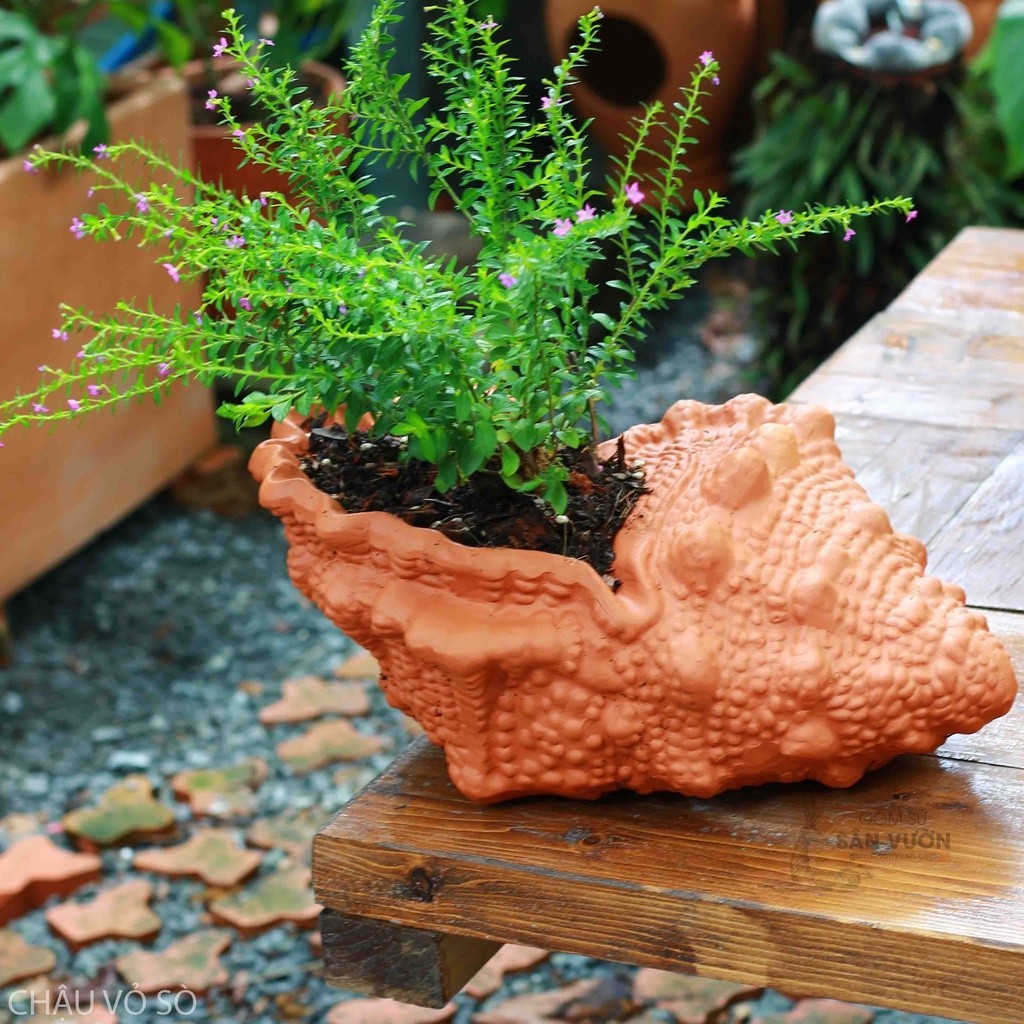 Chậu Gốm Đất Nung Hình Vỏ Ốc Nhọn - Gốm Sứ Sân Vườn - Trồng Sen Đá