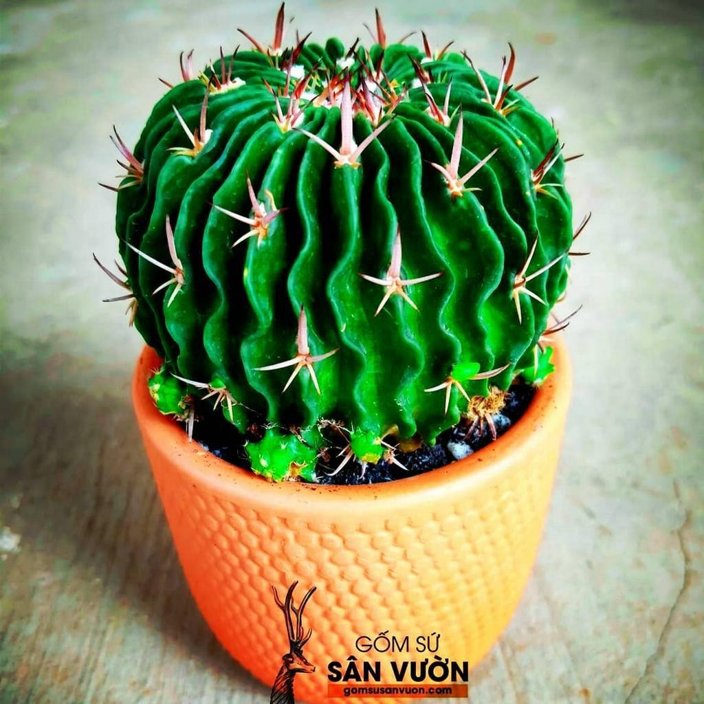 Chậu Gốm Đất Nung Dáng Trụ Tròn Vân Gạch - Gốm Sứ Sân Vườn - Trồng Sen Đá, Xương Rồng