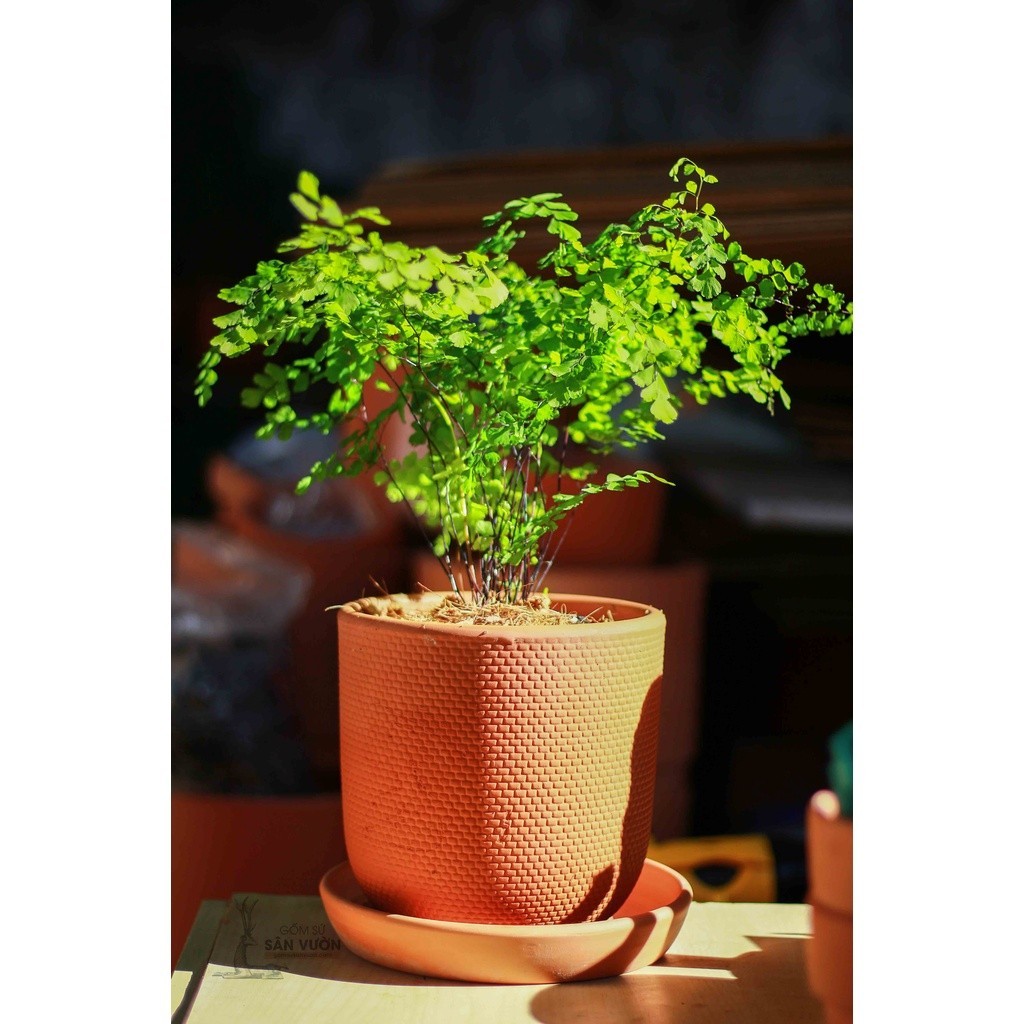 Chậu Gốm Đất Nung Dáng Trứng Vân Da Rắn Size 17 x 17 cm - Gốm Sứ Sân Vườn