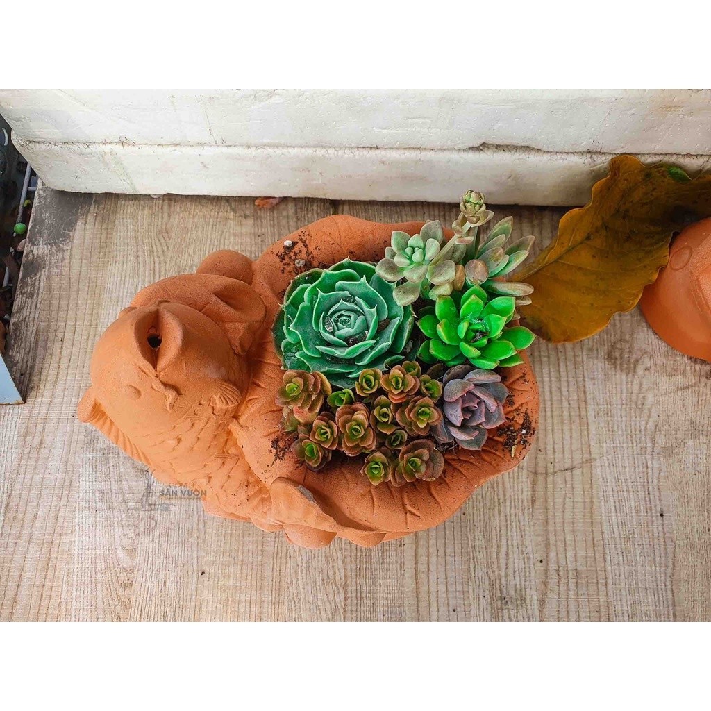 Chậu Gốm Đất Nung Hình Chậu Cá - Gốm Sứ Sân Vườn