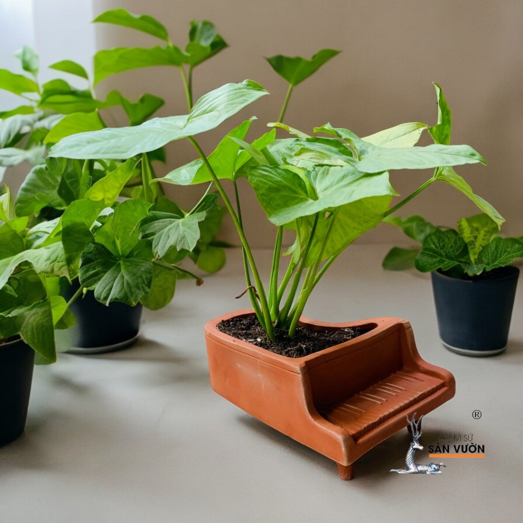 Chậu Gốm Đất Nung Hình Đàn Piano - Gốm Sứ Sân Vườn