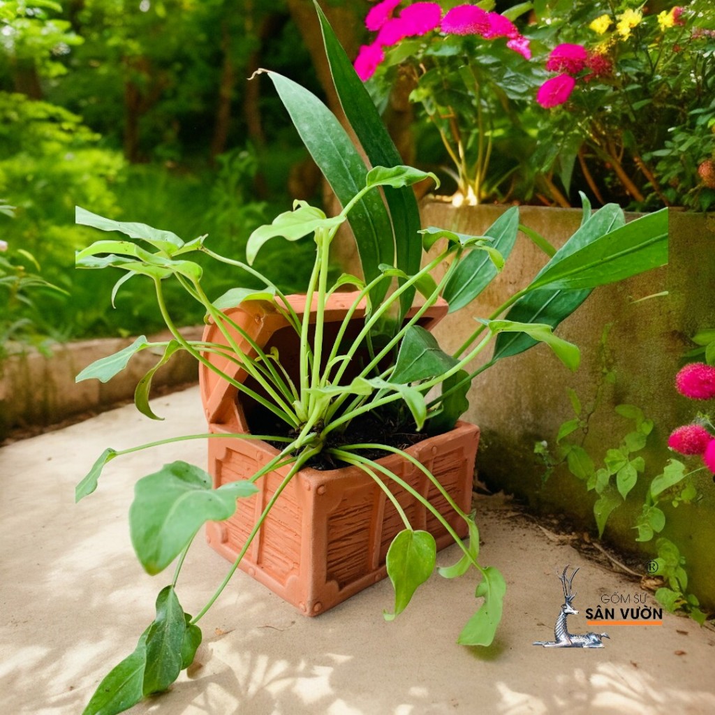 Chậu Gốm Đất Nung Hình Chiếc Rương Kho Báu - Gốm Sứ Sân Vườn