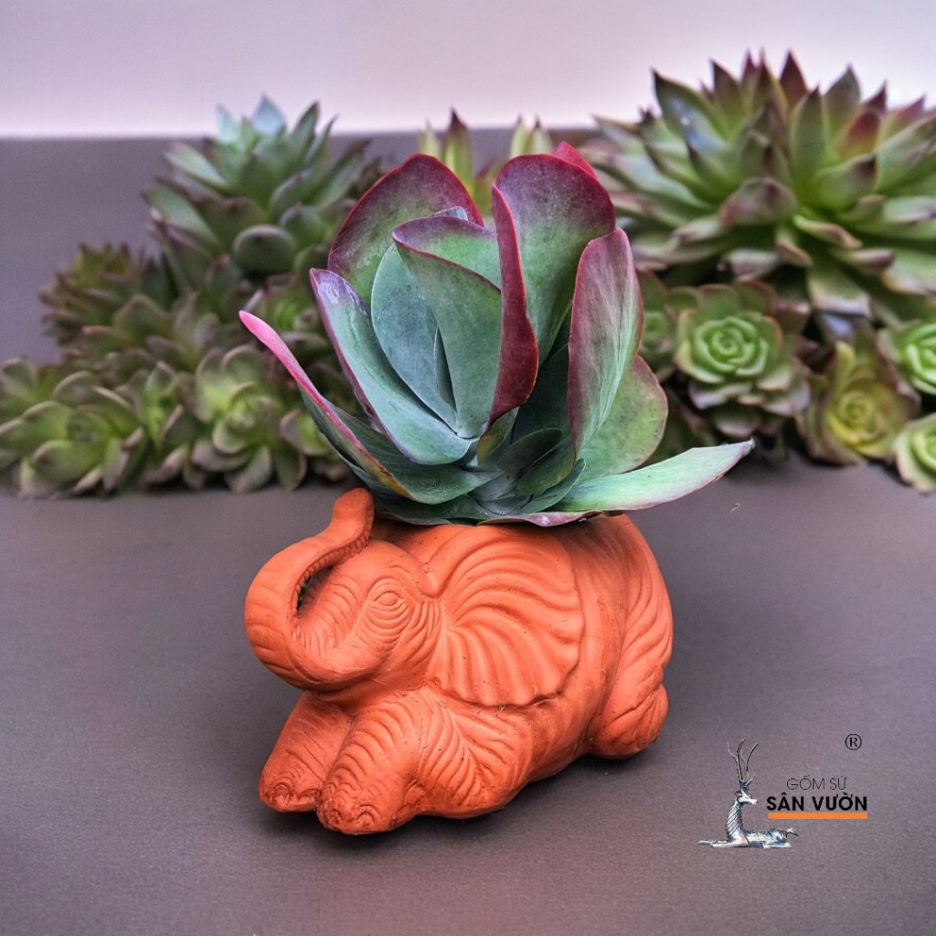 Chậu Gốm Đất Nung Hình Thú Dễ Thương ( Voi, Trâu, Gấu, Thỏ, Cún) - Gốm Sứ Sân Vườn