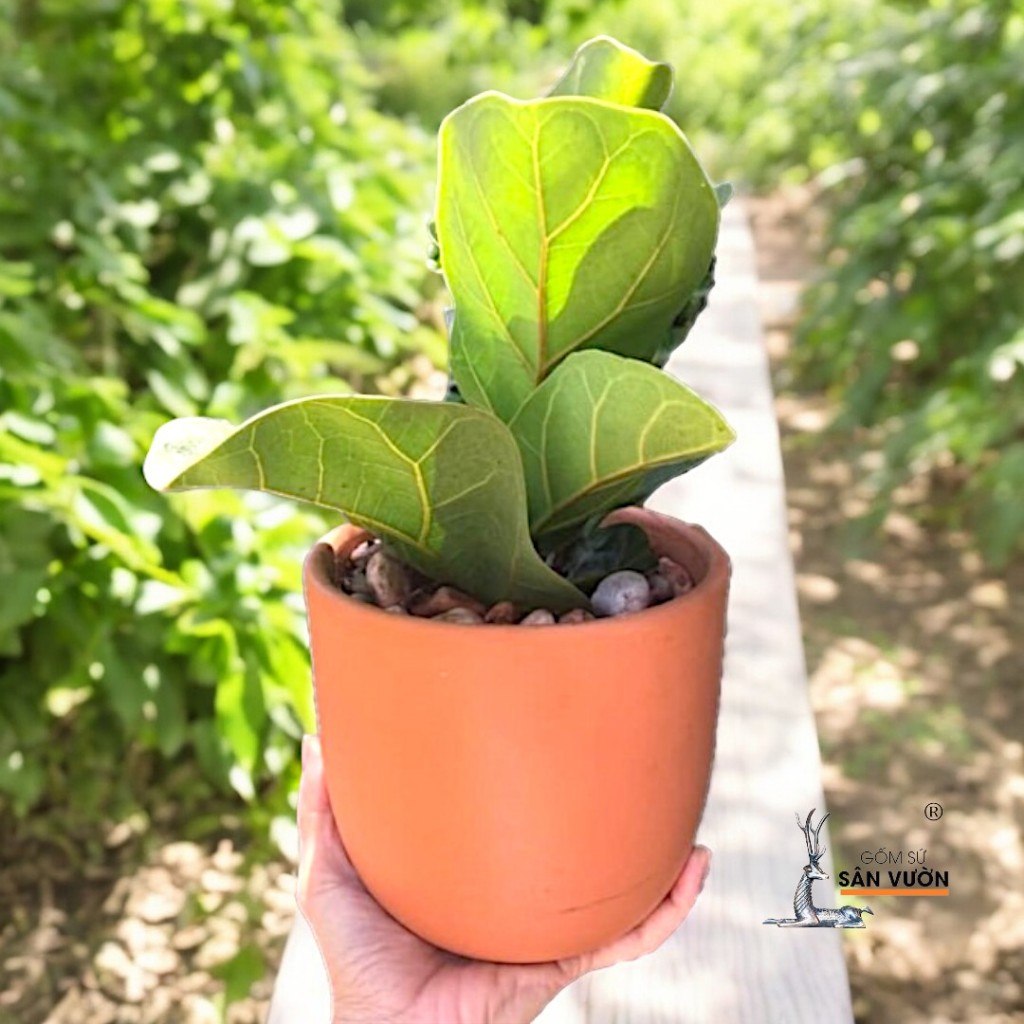 Chậu Gốm Đất Nung Dáng Trứng Trơn - Gốm Sứ Sân Vườn