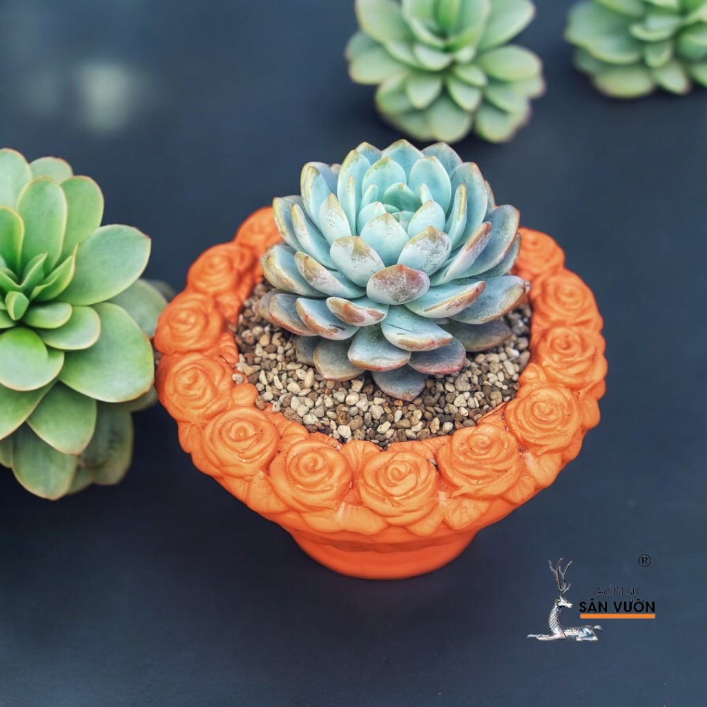 Chậu Gốm Đất Nung Viền Hoa Hồng - Gốm Sứ Sân Vườn