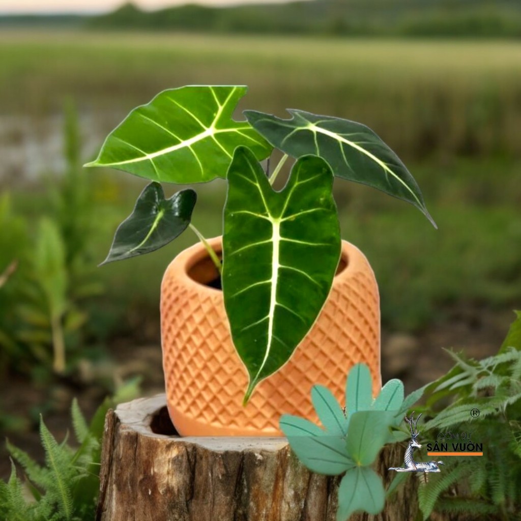 Chậu Gốm Đất Nung Dáng Trụ Tròn Vân Đan Lưới - Gốm Sứ Sân Vườn