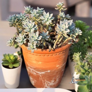 Chậu Gốm Đất Nung Ly Rèm - Gốm Sứ Sân Vườn