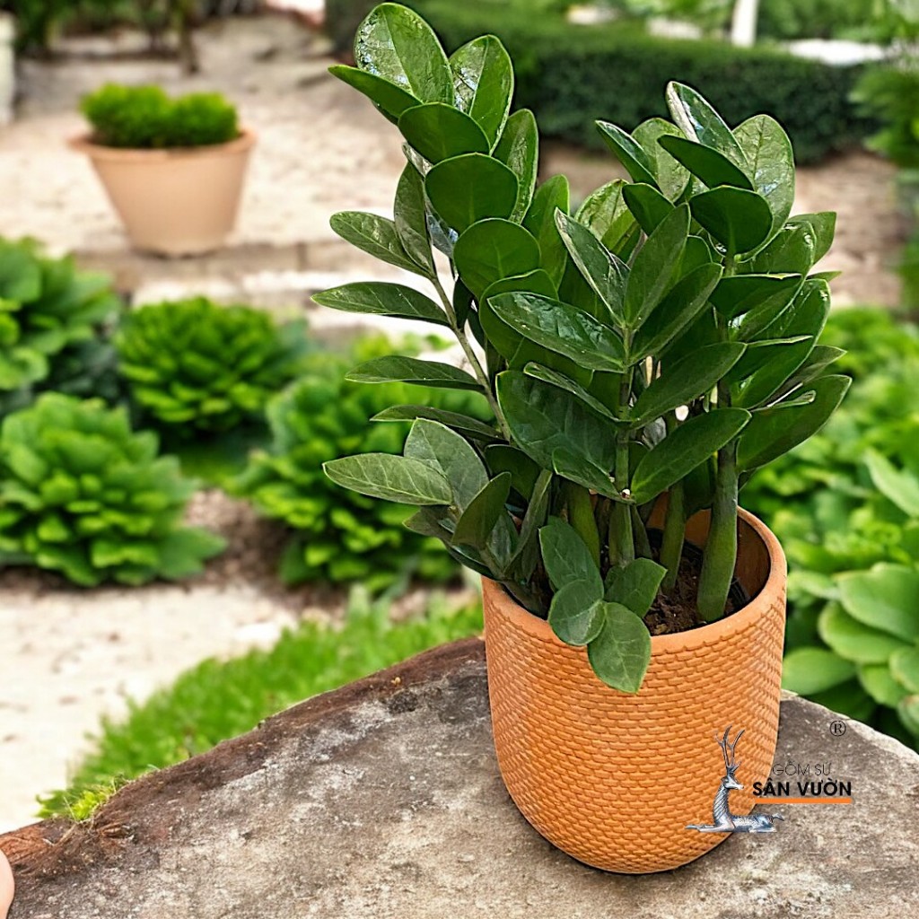 Chậu Gốm Đất Nung Dáng Trứng Vân Da Rắn - Gốm Sứ Sân Vườn