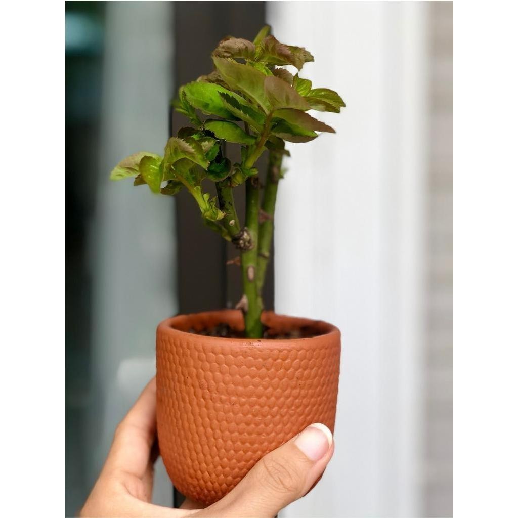 Chậu Gốm Đất Nung Dáng Trụ Tròn Vân Gạch - Gốm Sứ Sân Vườn - Trồng Sen Đá, Xương Rồng