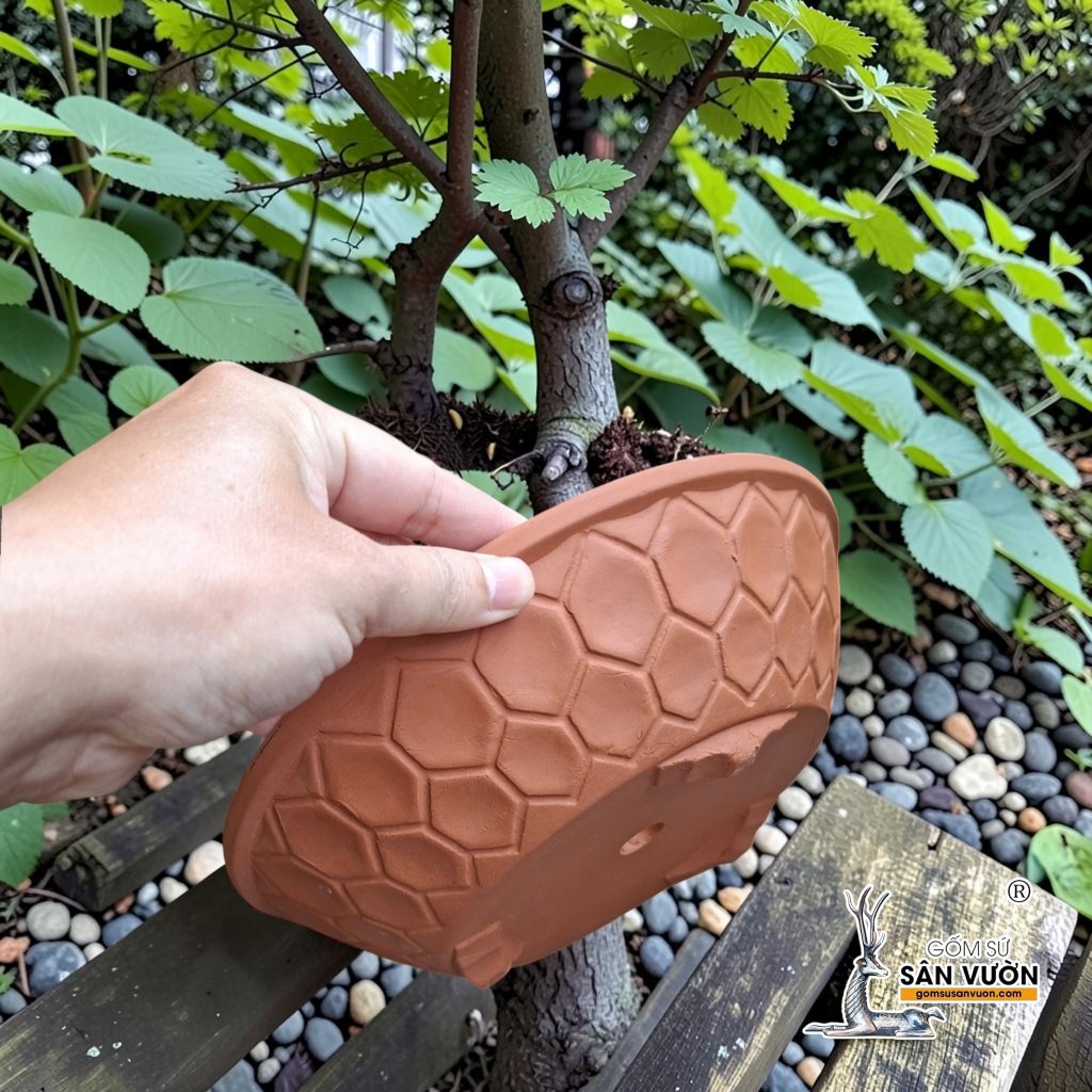 Chậu Đất Nung Dáng Dẹt Vân Tổ Ong Thích Hợp Trồng Bonsai - Gốm Sứ Sân Vườn