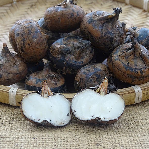 Loại củ mùa hè được ví như 'sâm nước', có nhiều cách chế biến mà ít người biết tới