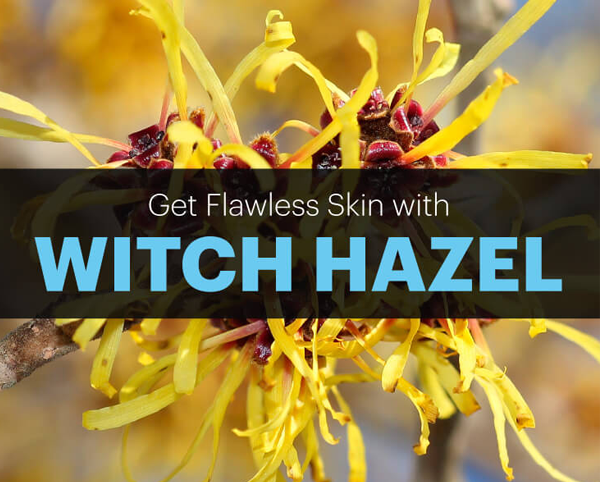 (10/50/100ml)Chiết Xuất Cây Phỉ(Witch Hazel)99%