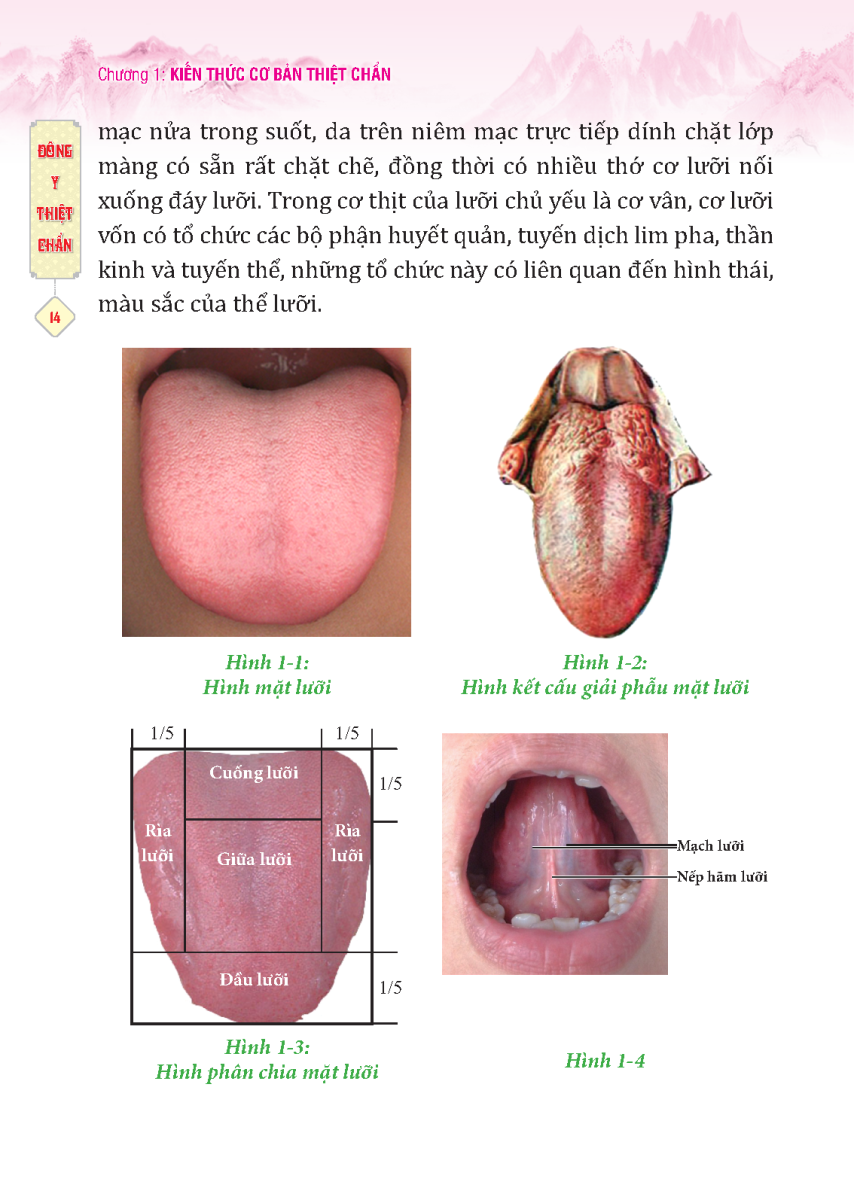 Đông Y Thiệt Chẩn (MT)