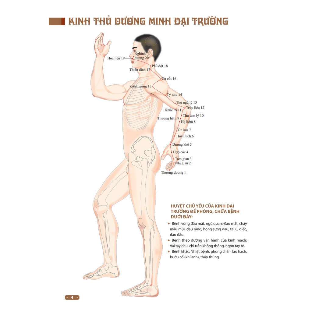 Sách - Đồ giải kinh lạc huyệt vị cơ thể (MT)