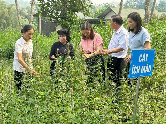 ‘Bà Mụ’ Nguyễn Thị Thái điều trị bệnh phụ khoa, vô sinh hiếm muộn nức tiếng Hà Giang