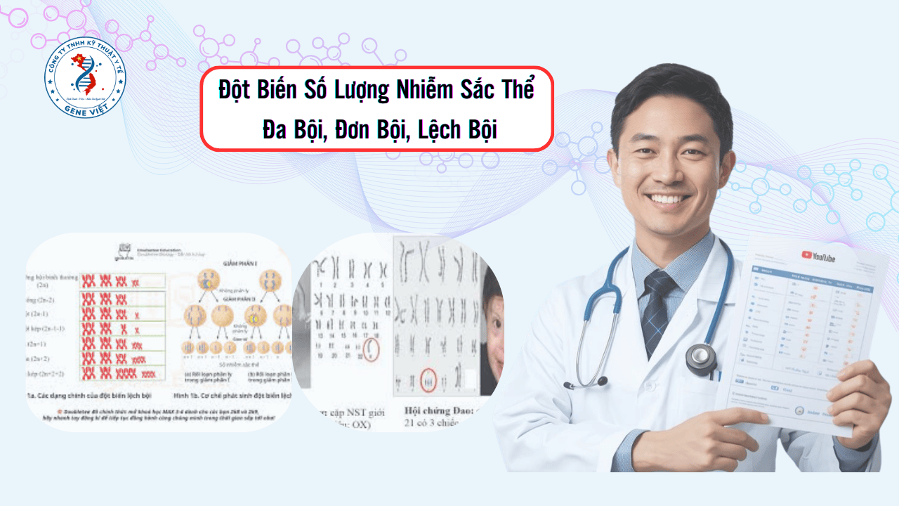 Đột Biến Số Lượng Nhiễm Sắc Thể: Đa Bội, Đơn Bội, Lệch Bội