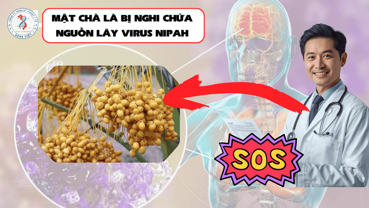 Mật chà là và virus Nipah: Nguồn lây trong dịch Nipah Ấn Độ?