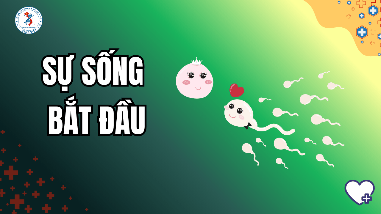 Phôi thai hình thành như thế nào trong 24 giờ đầu? Khoảnh khắc bắt đầu sự sống