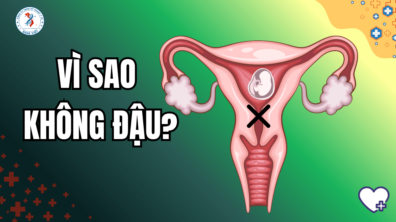 Làm tổ là gì? Vì sao phôi không bám được vào tử cung?