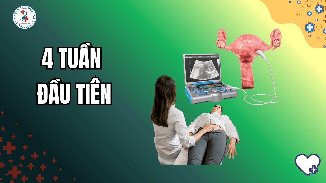 Tuần 1–4 Thai Kỳ: Thai nhi phát triển như thế nào?