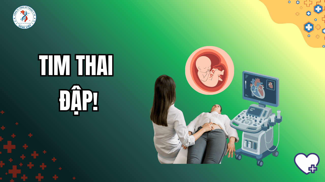 Tuần 5–8 Thai Kỳ: Tim thai bắt đầu đập như thế nào?