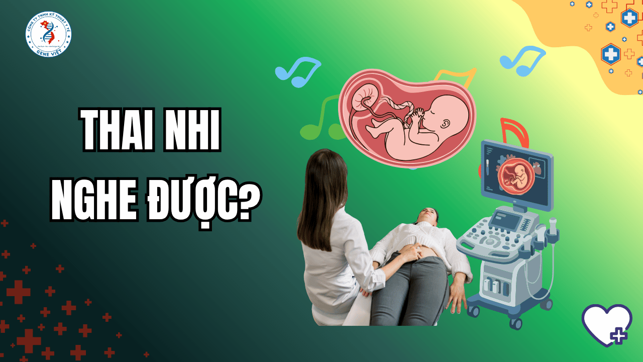 Tuần 13–20 Thai Kỳ: Thai nhi cảm nhận được gì?