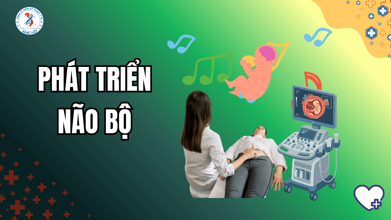 Tuần 21–28: Não Bộ Thai Nhi Phát Triển Ra Sao?