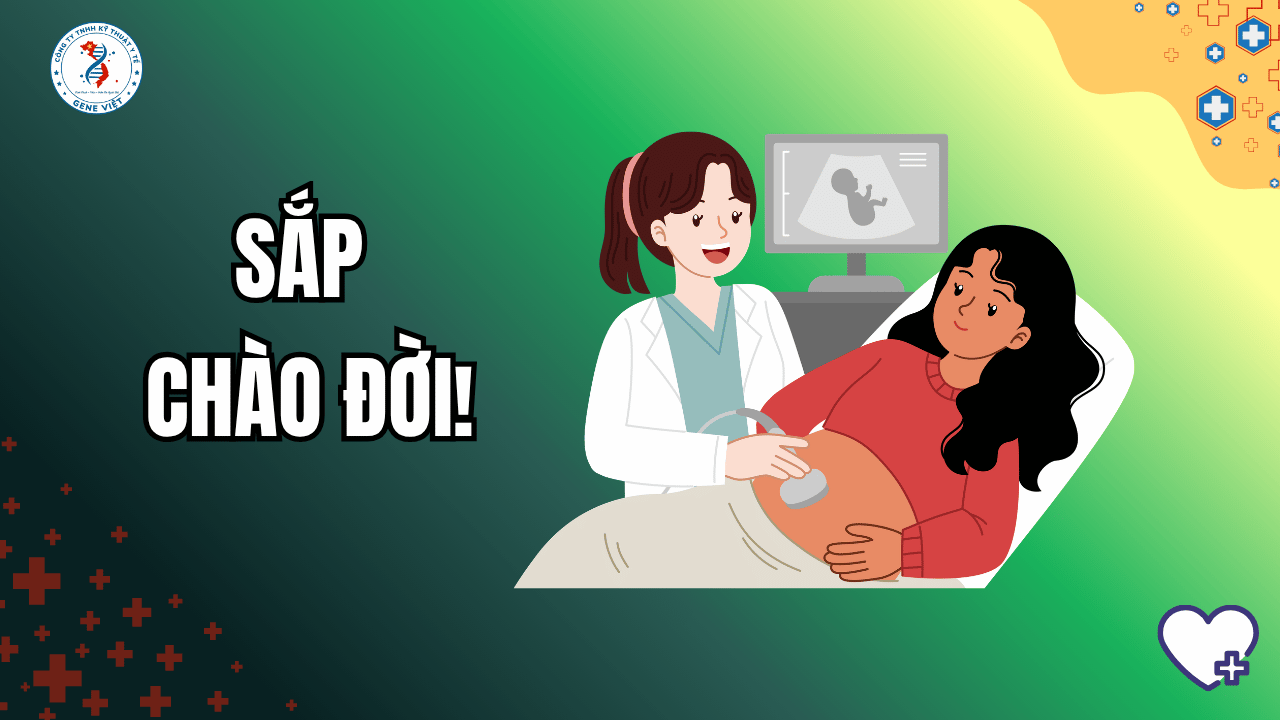 Tuần 29–36 Thai Kỳ: Thai nhi chuẩn bị chào đời như thế nào?