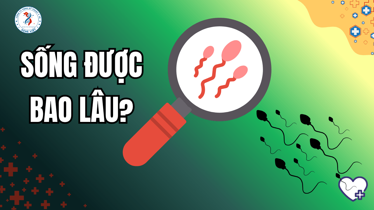 Tinh trùng sống được bao lâu? Yếu tố quyết định khả năng thụ thai