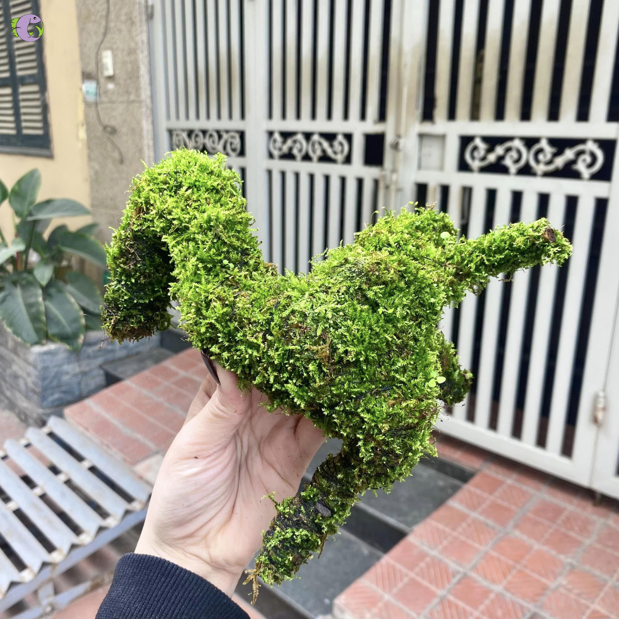 Lũa Gắn Rêu | Thủy Sinh Tím