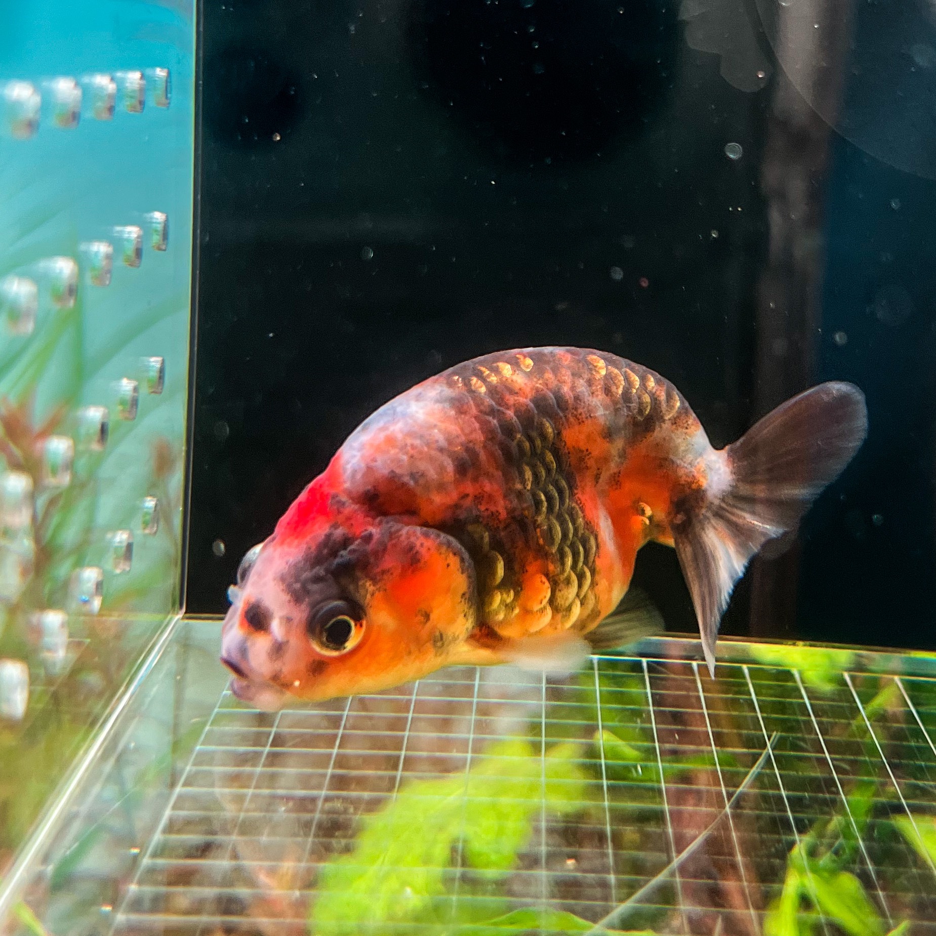 Cá Ranchu | Thủy Sinh Tím