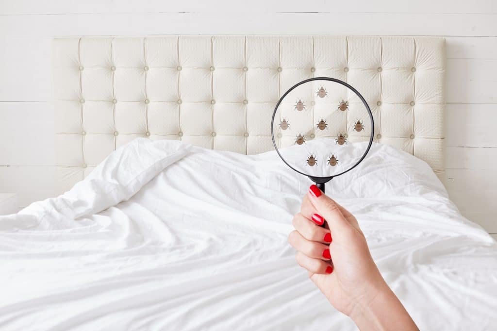 Giặt Quần Áo Có Diệt Được Rệp Giường Không? Hướng Dẫn Xử Lý Đồ Vải Đúng Cách