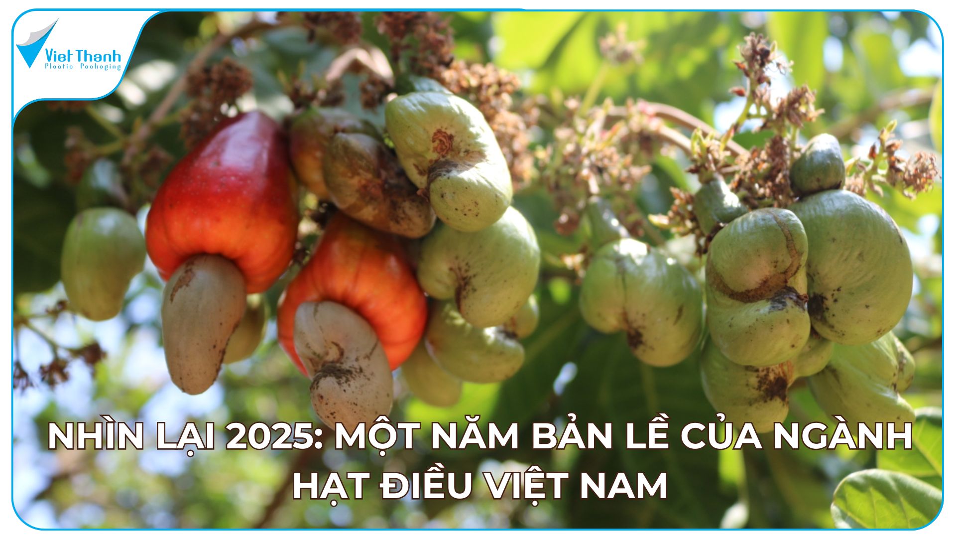 Ngành Hạt Điều 2025: Tăng Trưởng Giá Trị & Thách Thức Xuất Khẩu