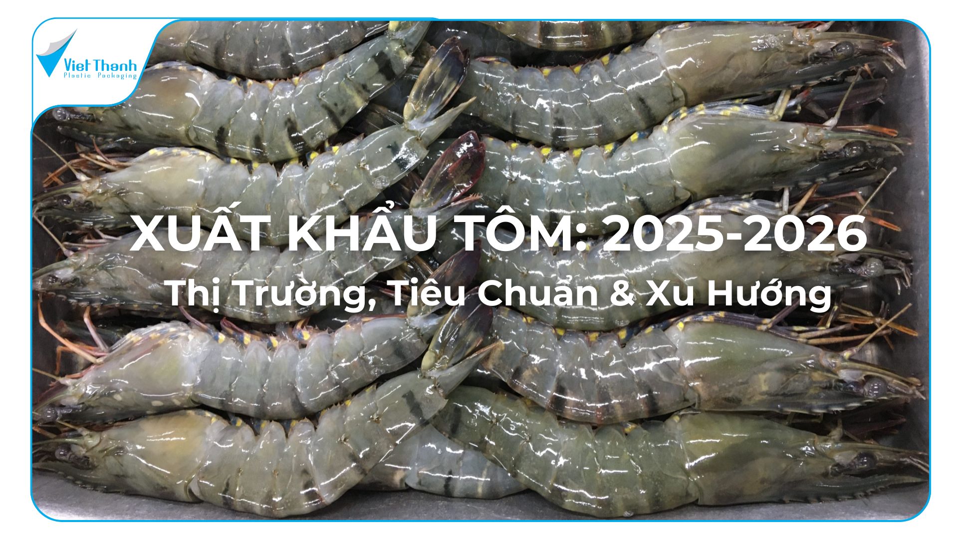 Xuất Khẩu Tôm Việt Nam 2025-2026: Thị Trường, Tiêu Chuẩn & Xu Hướng