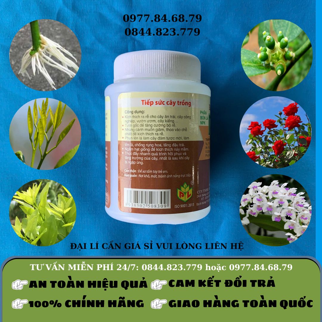 NEM 100gr Kích Rễ
