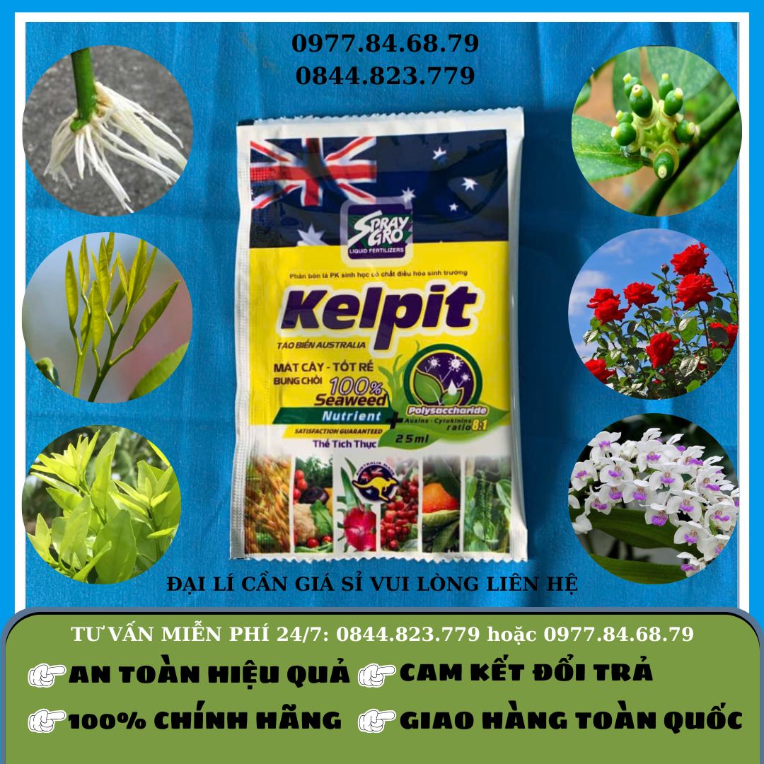 Kelpit