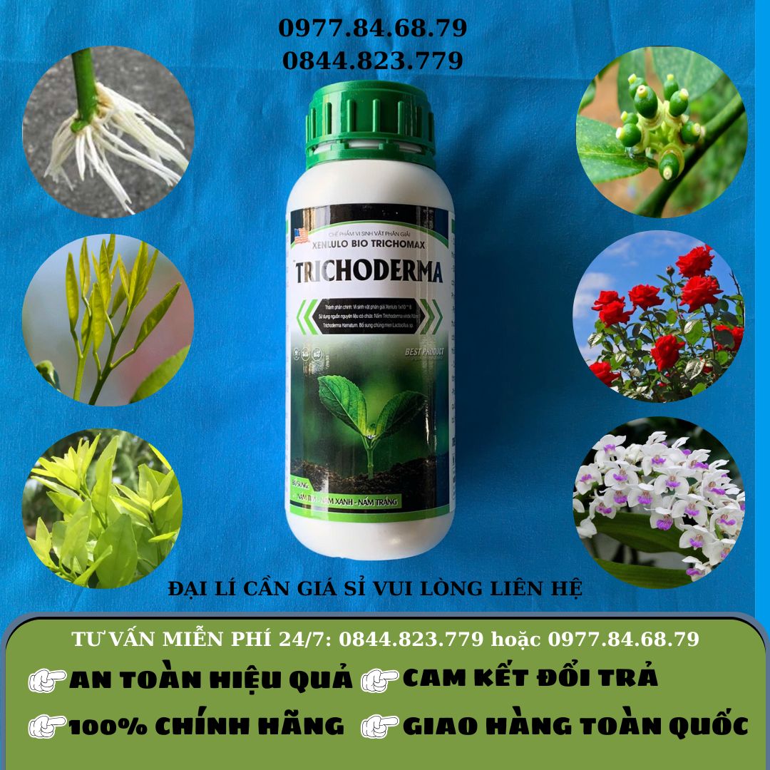 Trichoderma chai XD - GLA