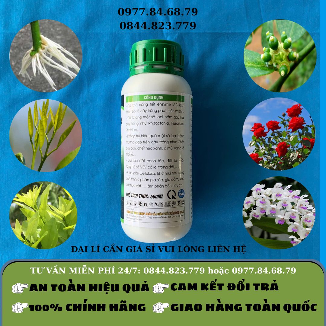 Trichoderma chai XD - GLA