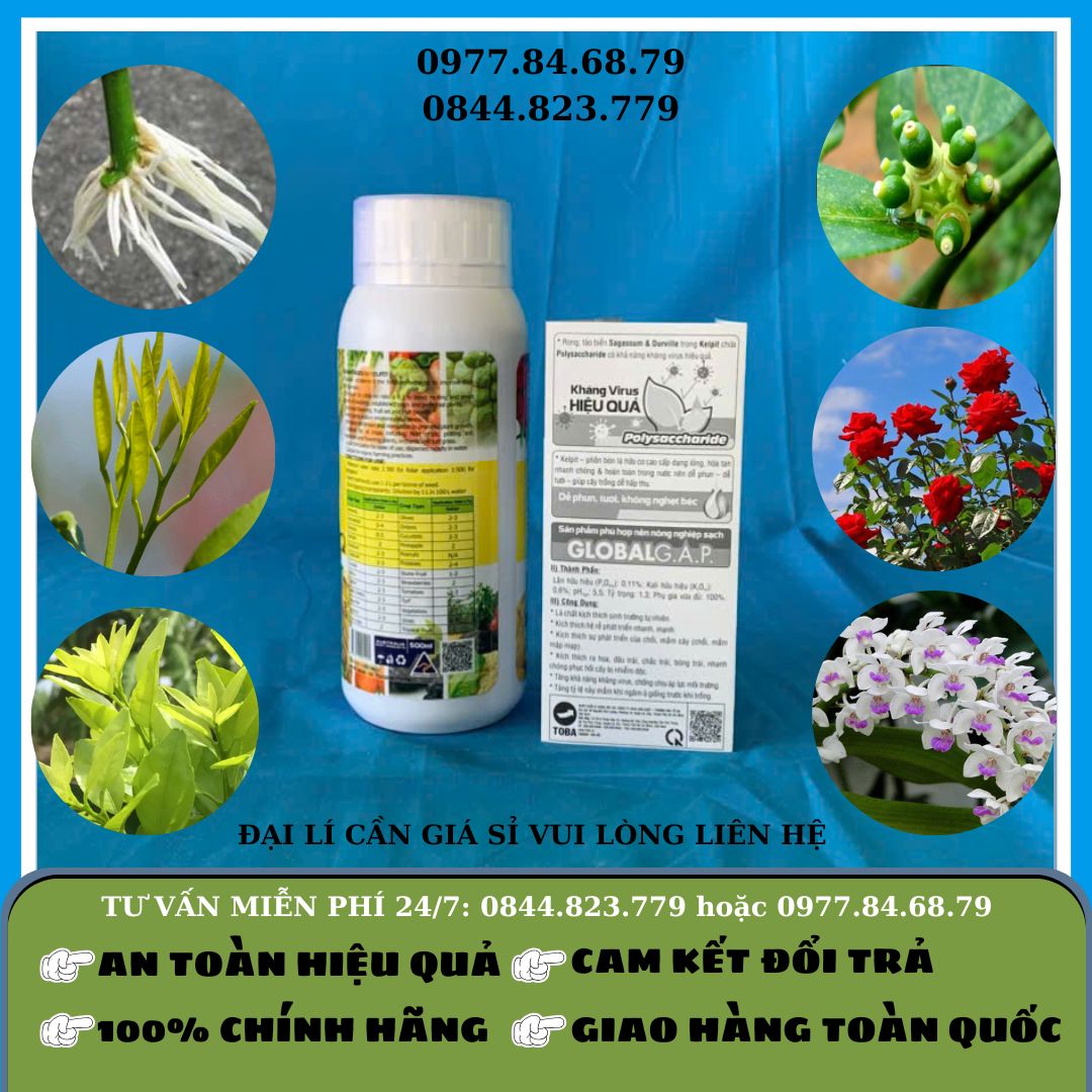 Kelpit Chai 0.5l