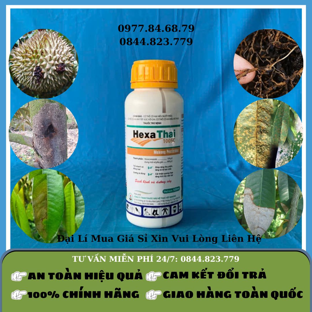Hexa Thái 1LIT