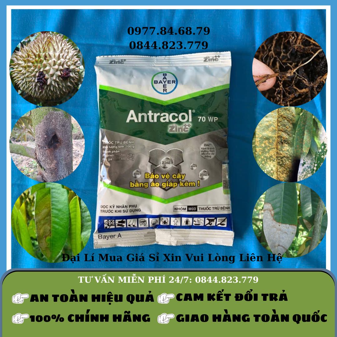 Antracol 70WP 100gr