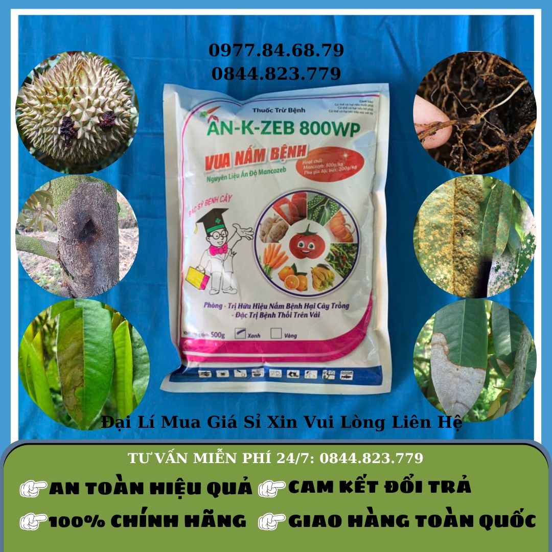Vua Nấm Bệnh 500gr
