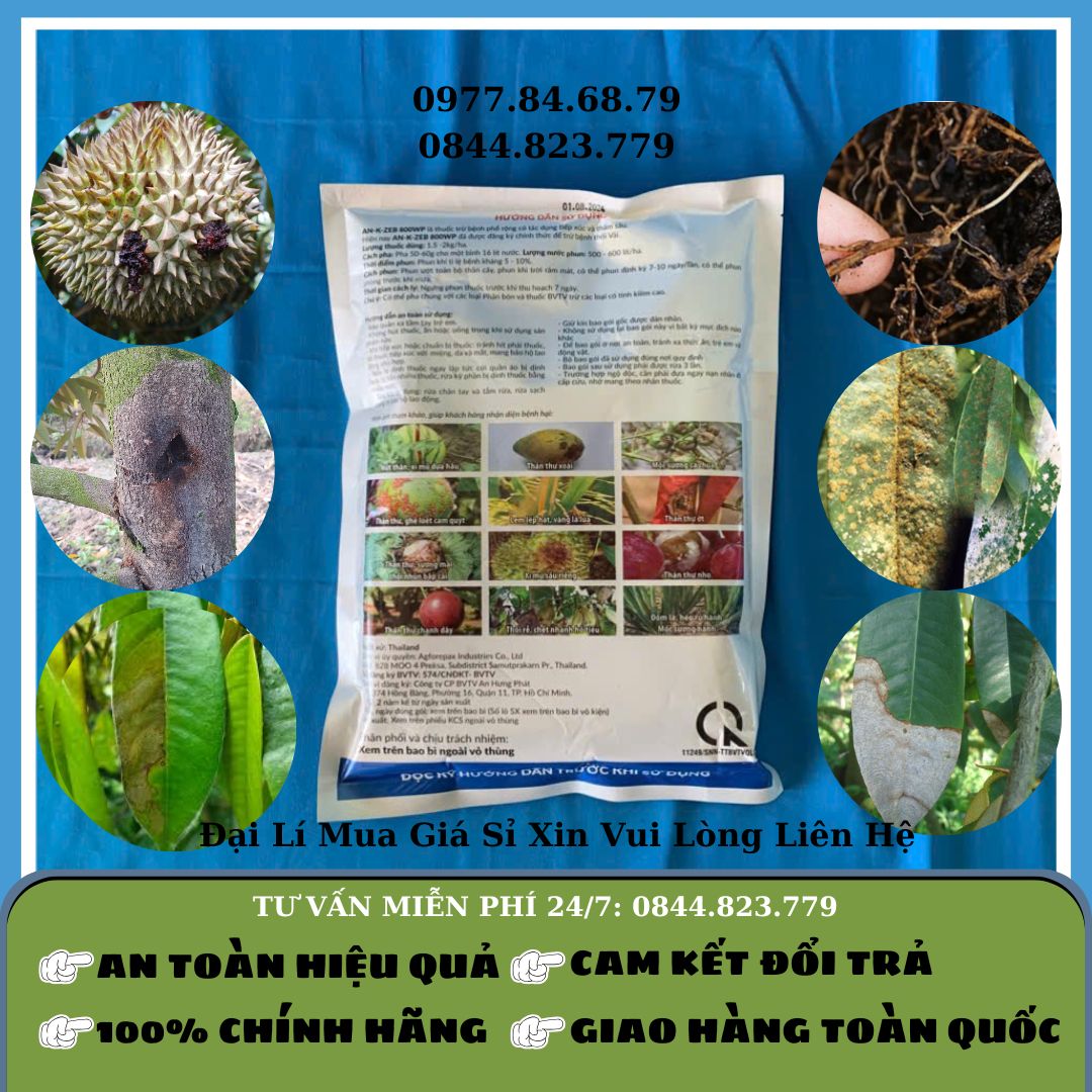 Vua Nấm Bệnh 500gr